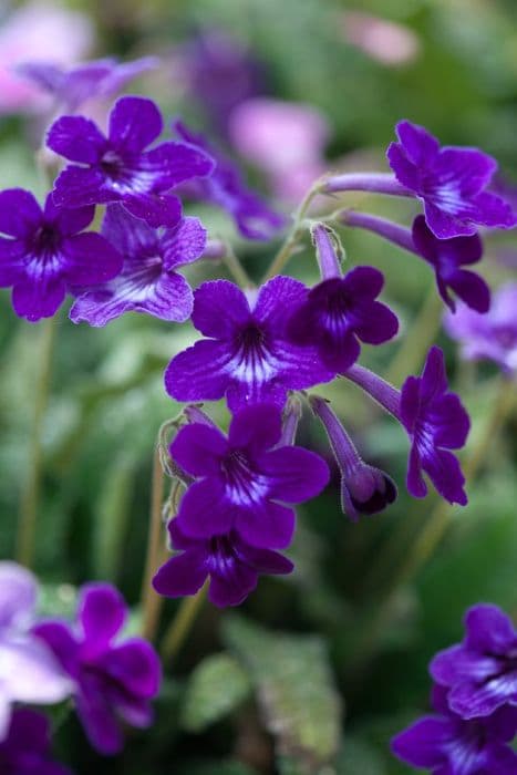 Cape primrose 'Crystal Wonder'