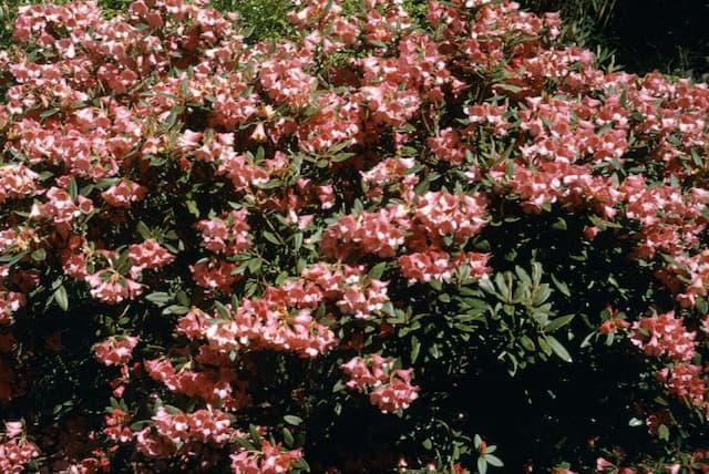 Rhododendron Winsome Group