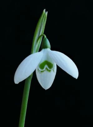 Queen Olga's Snowdrop 'Hyde Lodge'