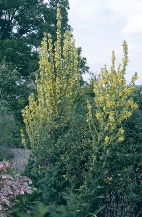 Olympian mullein