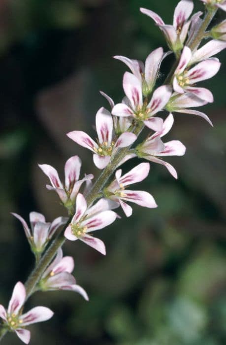 wedding flower