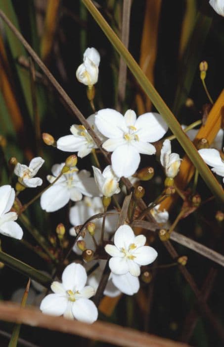 wandering Chilean iris