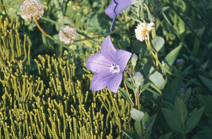 balloon flower Apoyama Group