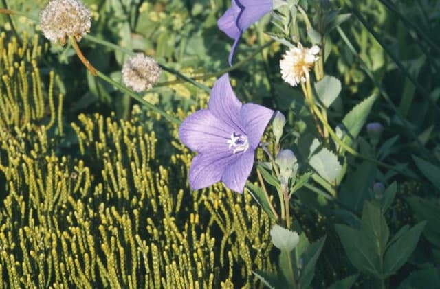 Balloon flower Apoyama Group