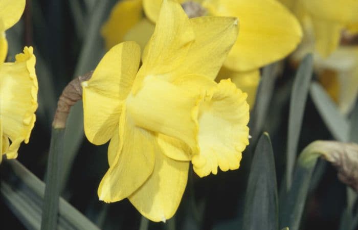 daffodil 'Trumpet Warrior'