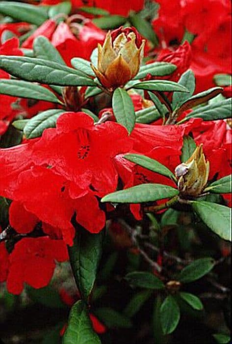 rhododendron 'May Day'