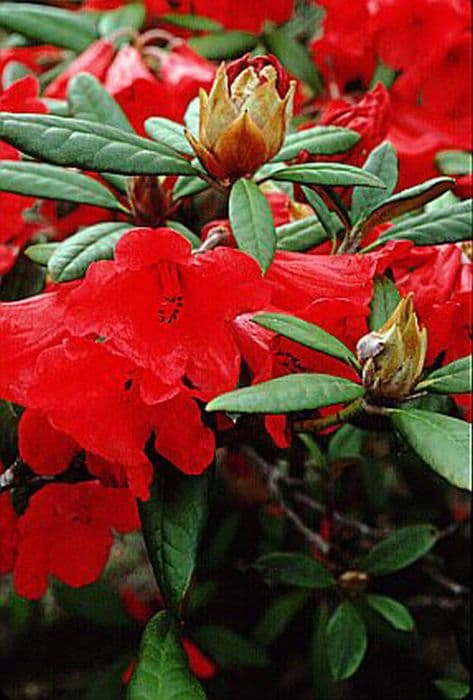 Rhododendron 'May Day'
