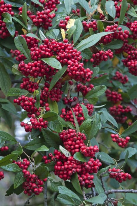 Watere's cotoneaster