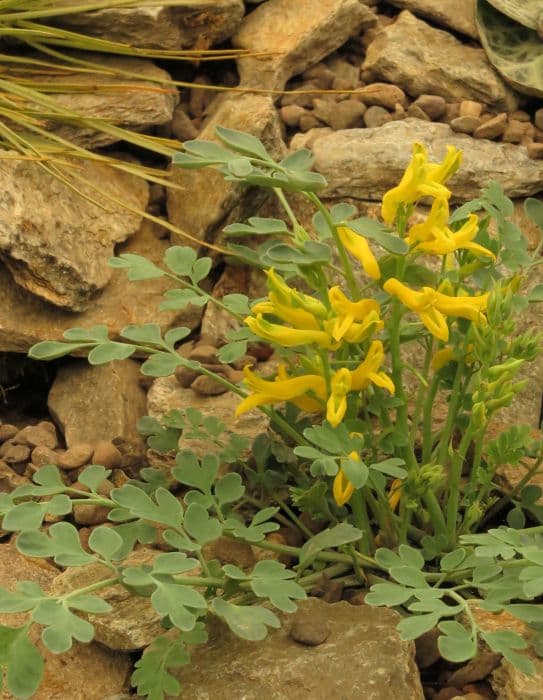 Wilson's corydalis