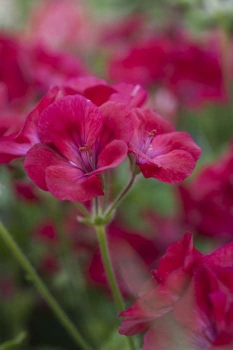 pelargonium 'Hindoo'