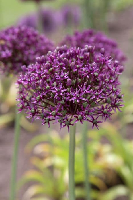 allium 'Miami'