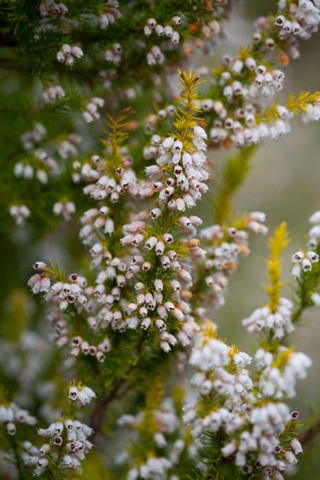 Portugal heath 'George Hunt'