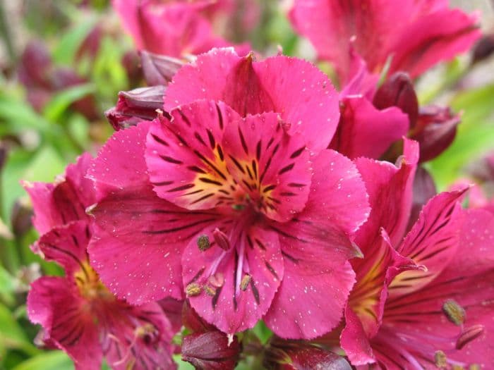 Peruvian lily [Princess Louise]