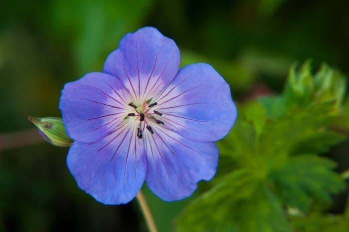 cranesbill 'Azure Rush'