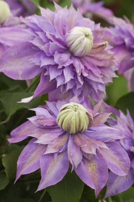 clematis [Diamantina]