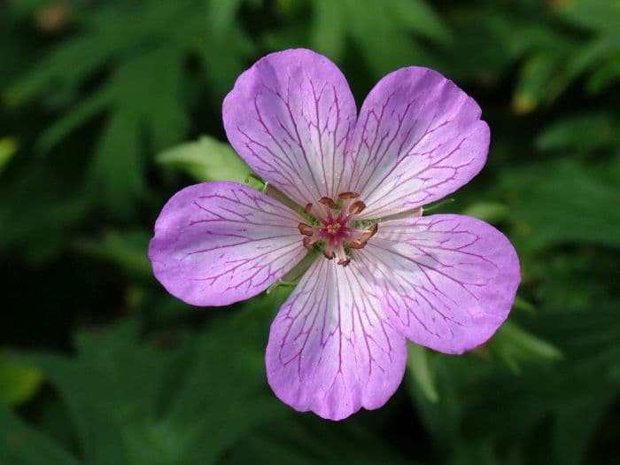 Korean cranesbill