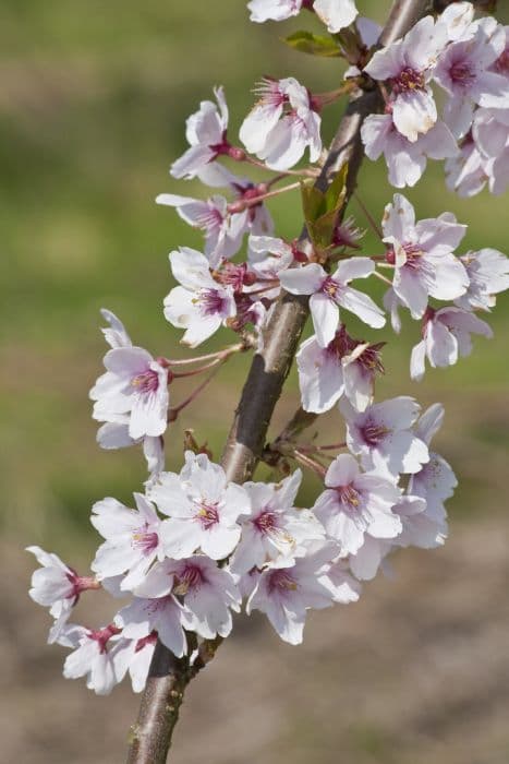 winter-flowering cherry