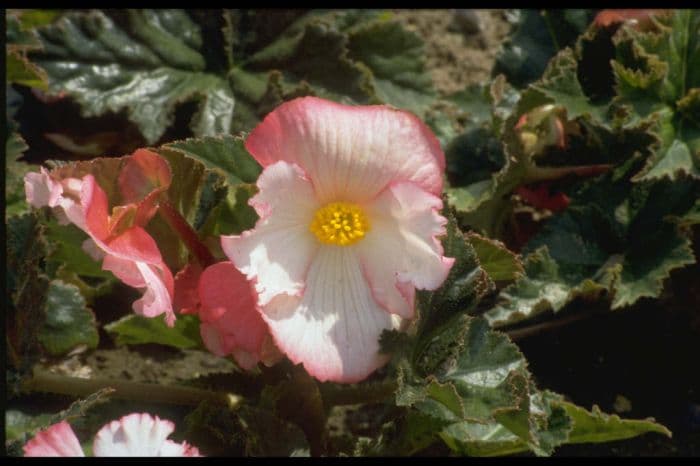 begonia 'Pin Up'