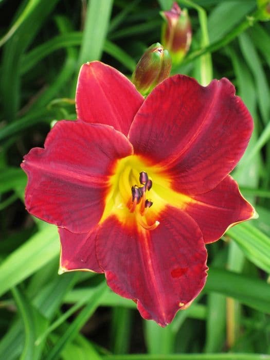 daylily 'Garnet Lustre'