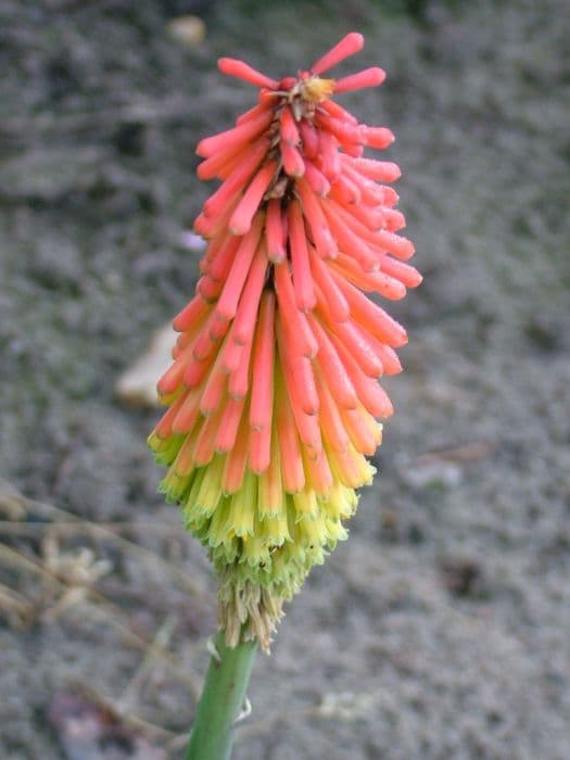 Hairy red-hot poker