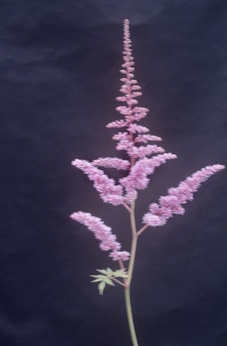 astilbe 'Walter Bitner'