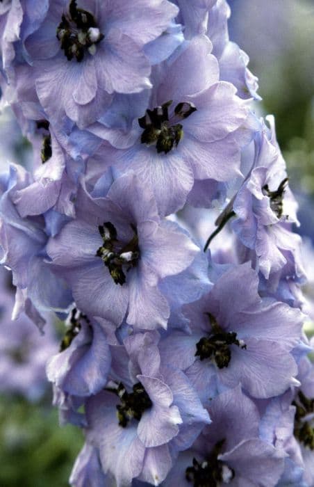 delphinium 'Conspicuous'