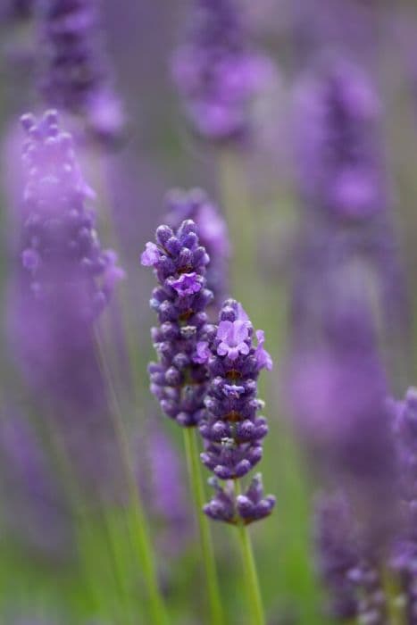 lavender [Olympia]