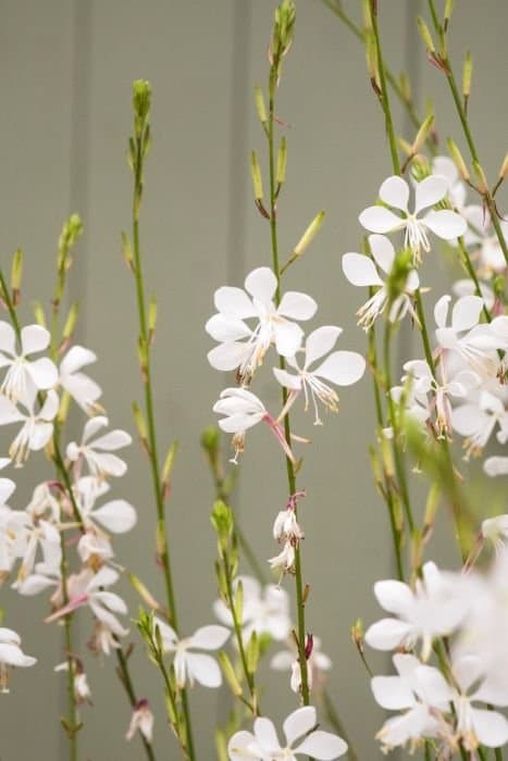 Gaura