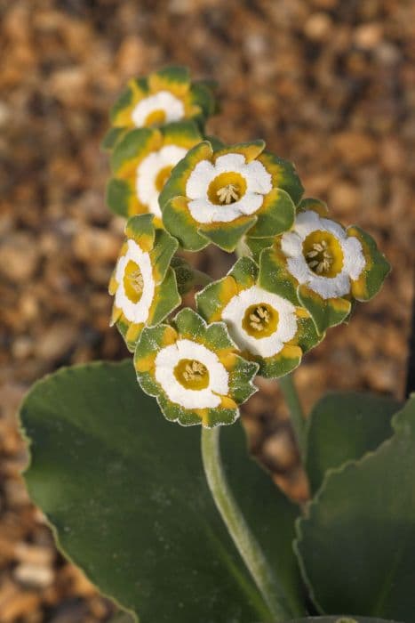 auricula 'Greenpeace'