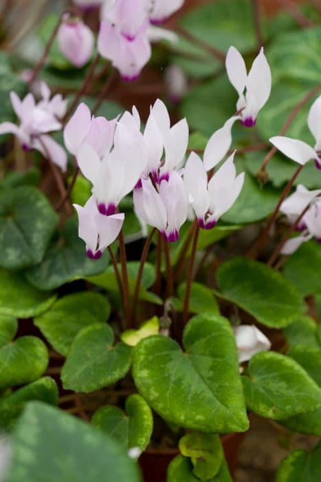 Persian cyclamen