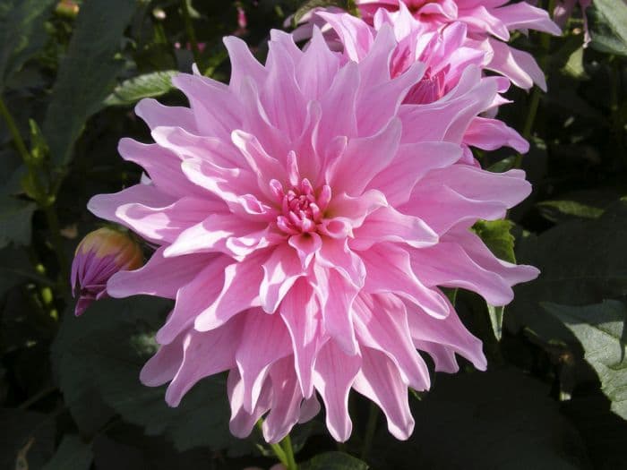 dahlia 'Mayan Pearl'