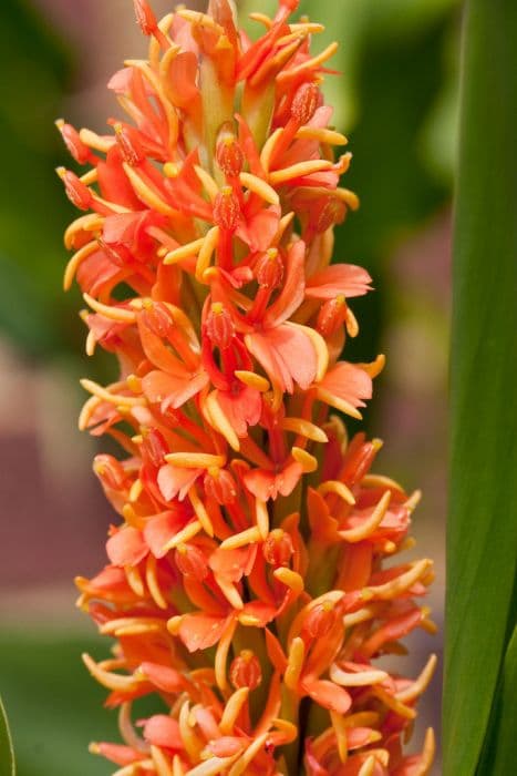 ginger lily 'Assam Orange'