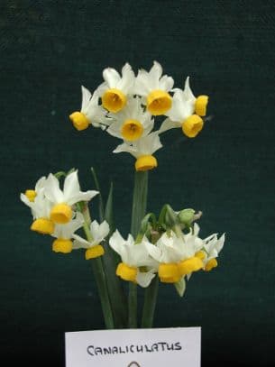 daffodil 'Canaliculatus'