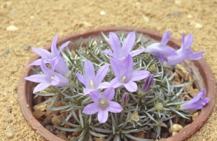 silvery dwarf harebell