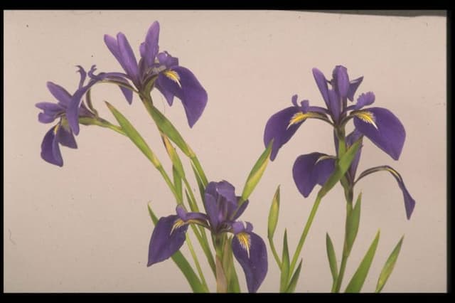 Smooth iris