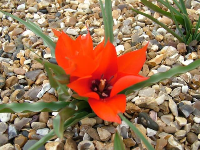 Tulip Maximowiczii Group