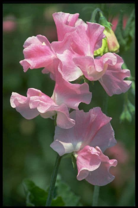 sweet pea 'Mrs Bernard Jones