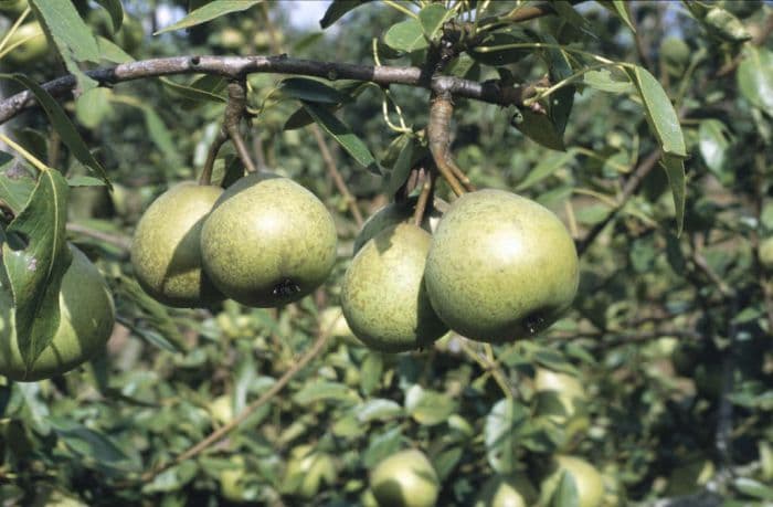 pear 'Joséphine de Malines'