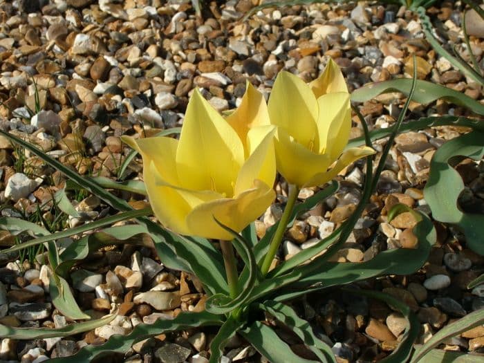 tulip 'Bronze Charm'