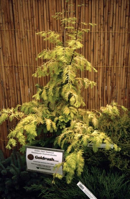 dawn redwood 'Golden Oji'