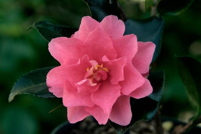 camellia 'Dwarf Shishi'