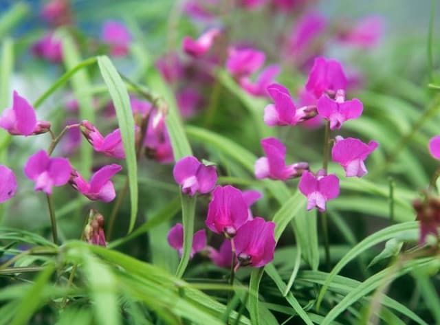 Spring pea 'Gracilis'