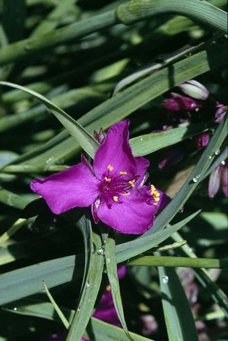 Spider lily 'Concord Grape'