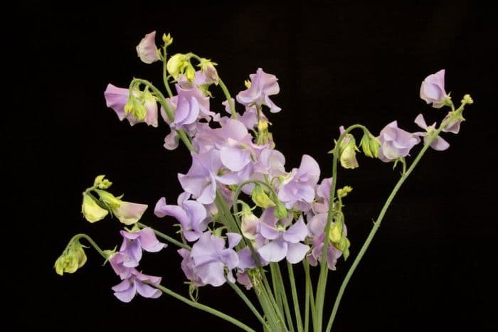 sweet pea 'Chelsea Centenary'