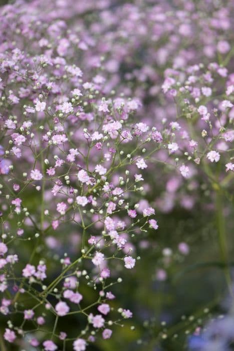 Baby's breath 'Flamingo'