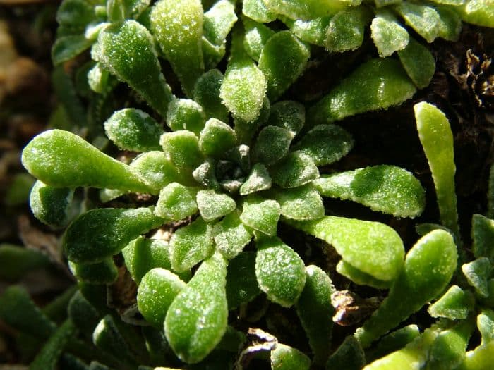 saxifrage 'Snowflake'