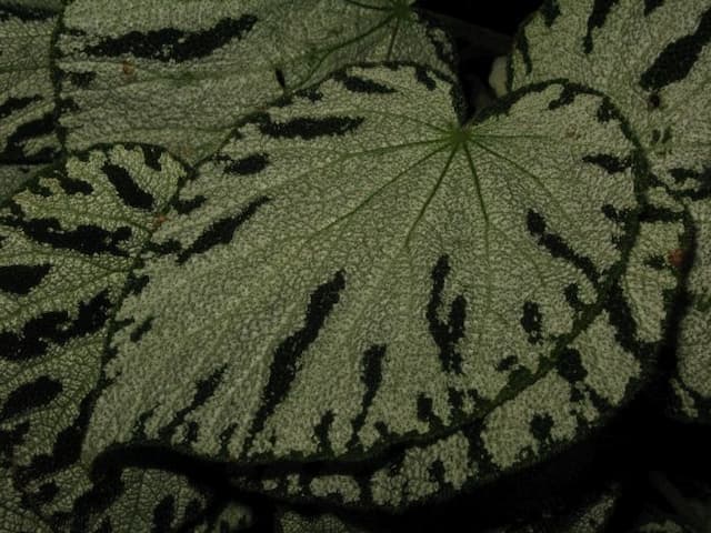 Begonia 'Silver Jewell'