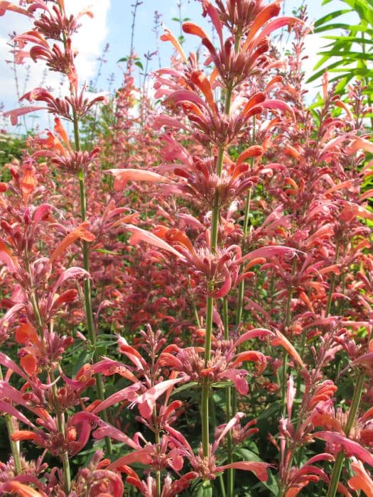 giant hyssop 'Tangerine Dreams'