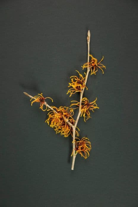 witch hazel 'Frederic'