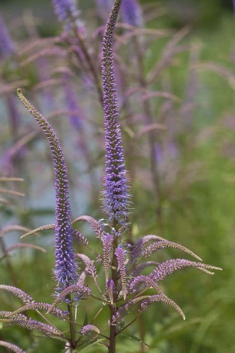 Culver's root 'Fascination'